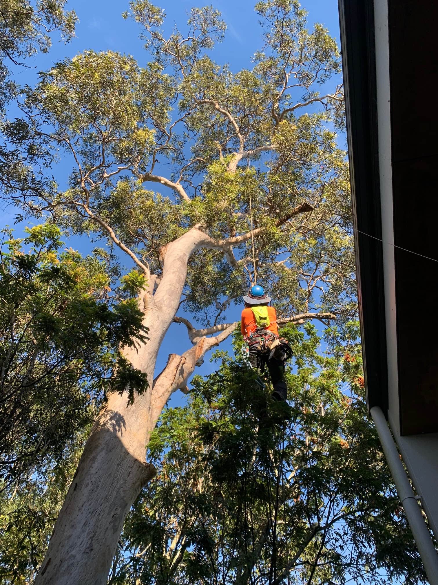 Tree Care Specialists - Boondall, AU, tree services