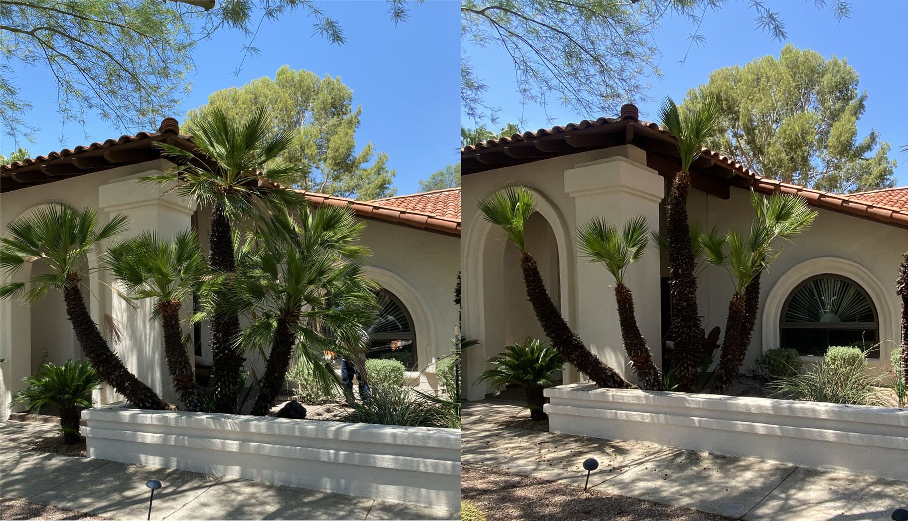 Happy Tree Guys - Trimming and Removal - Scottsdale, AZ, US, tree service near me