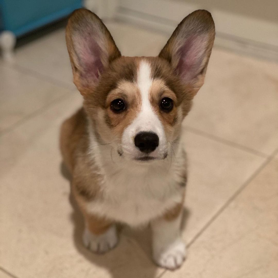 Corgi Puppies for sale near me - Columbus, OH, US, cor gi