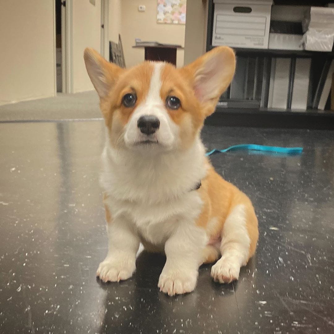 Corgi Puppies for sale near me - Columbus, OH, US, corgi pembroke welsh