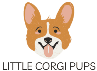 corgi puppies for sale near me