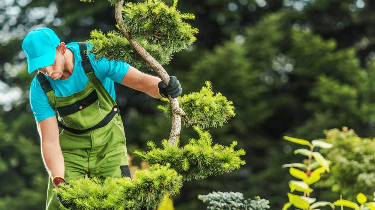 Tree Trimming Pros St Lucie - Port St. Lucie, FL, US, tree service