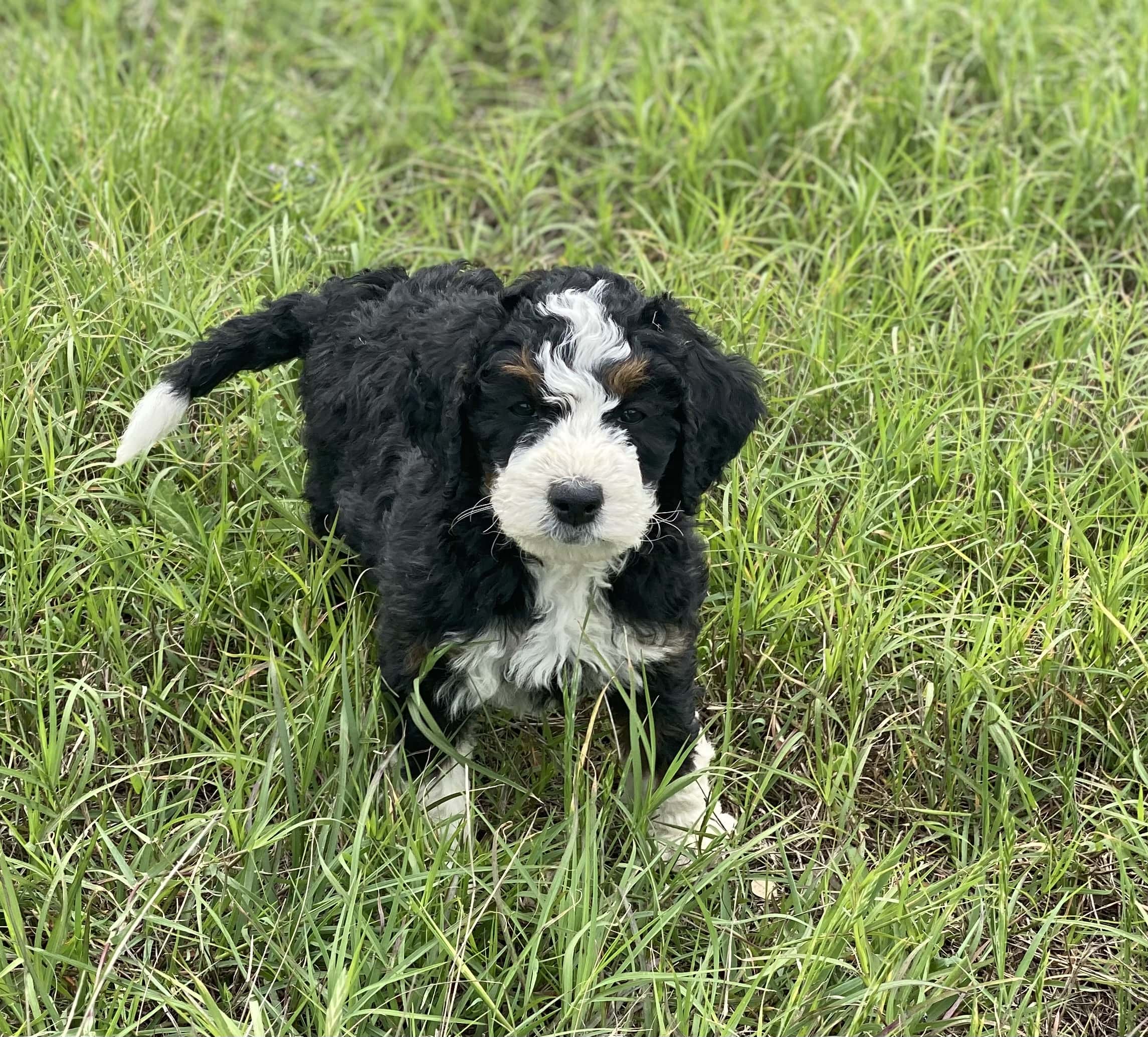 Tx Bernedoodles - Wimberley, TX, US, puppies