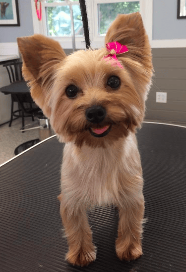 Doggie Style of Hampstead, Inc., US, just grooming
