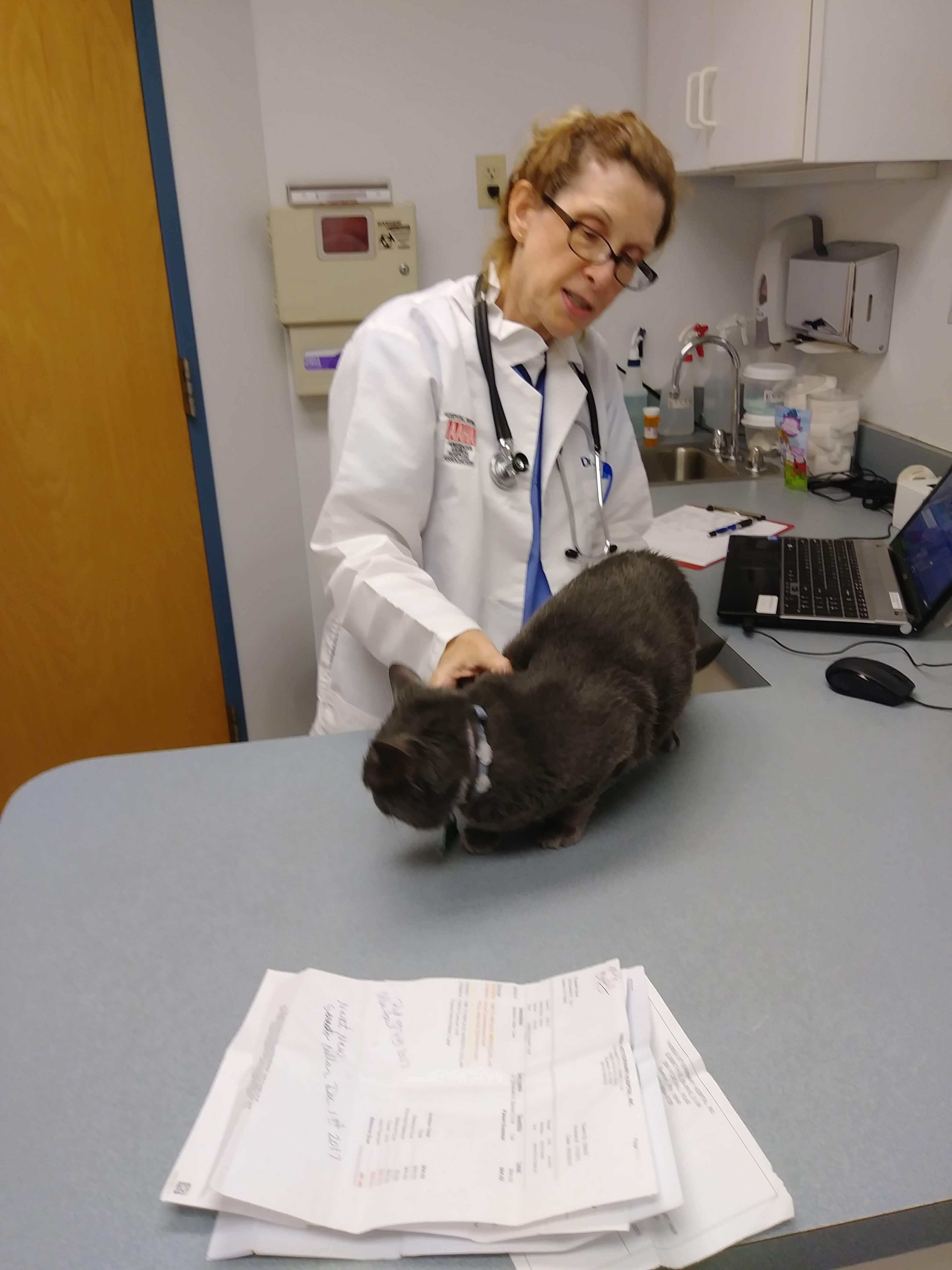 Thoreau Veterinary Hospital, Inc. - Easton, PA, US, 24 hour vet