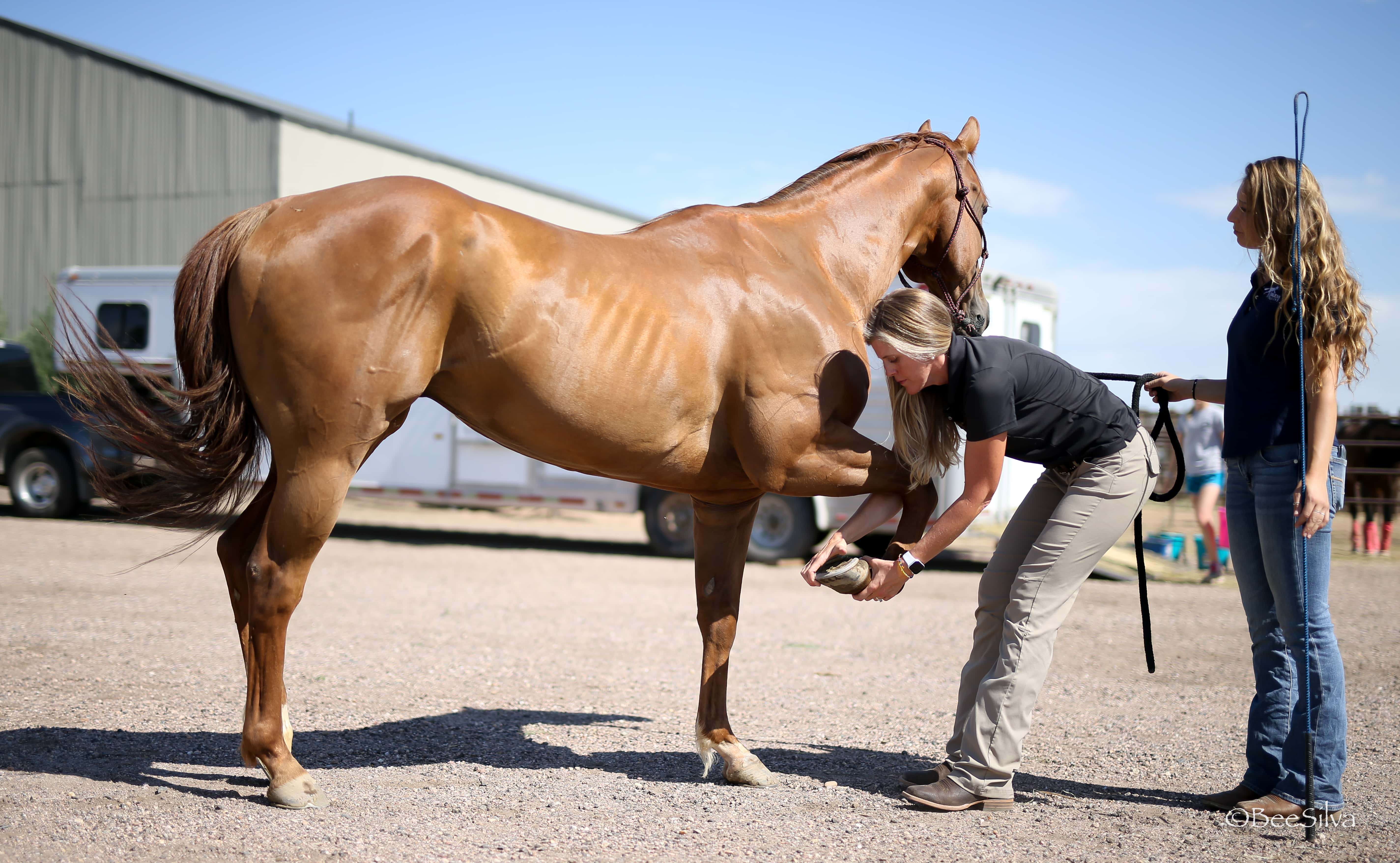 Jergens Equine - Gill, CO, US, vets