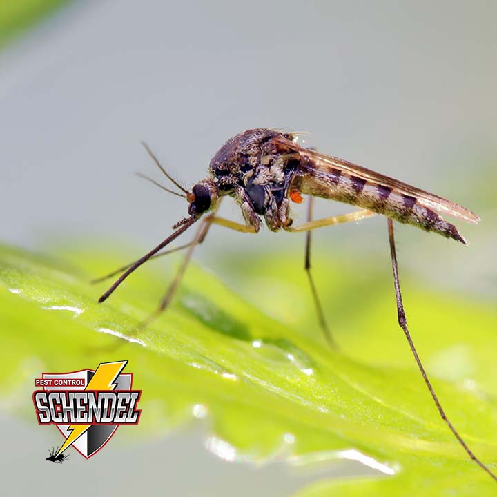 Schendel Pest Control - Marshalltown (IA 50158), US, mosquito control