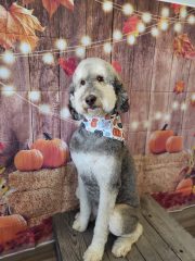 southern styles dog grooming