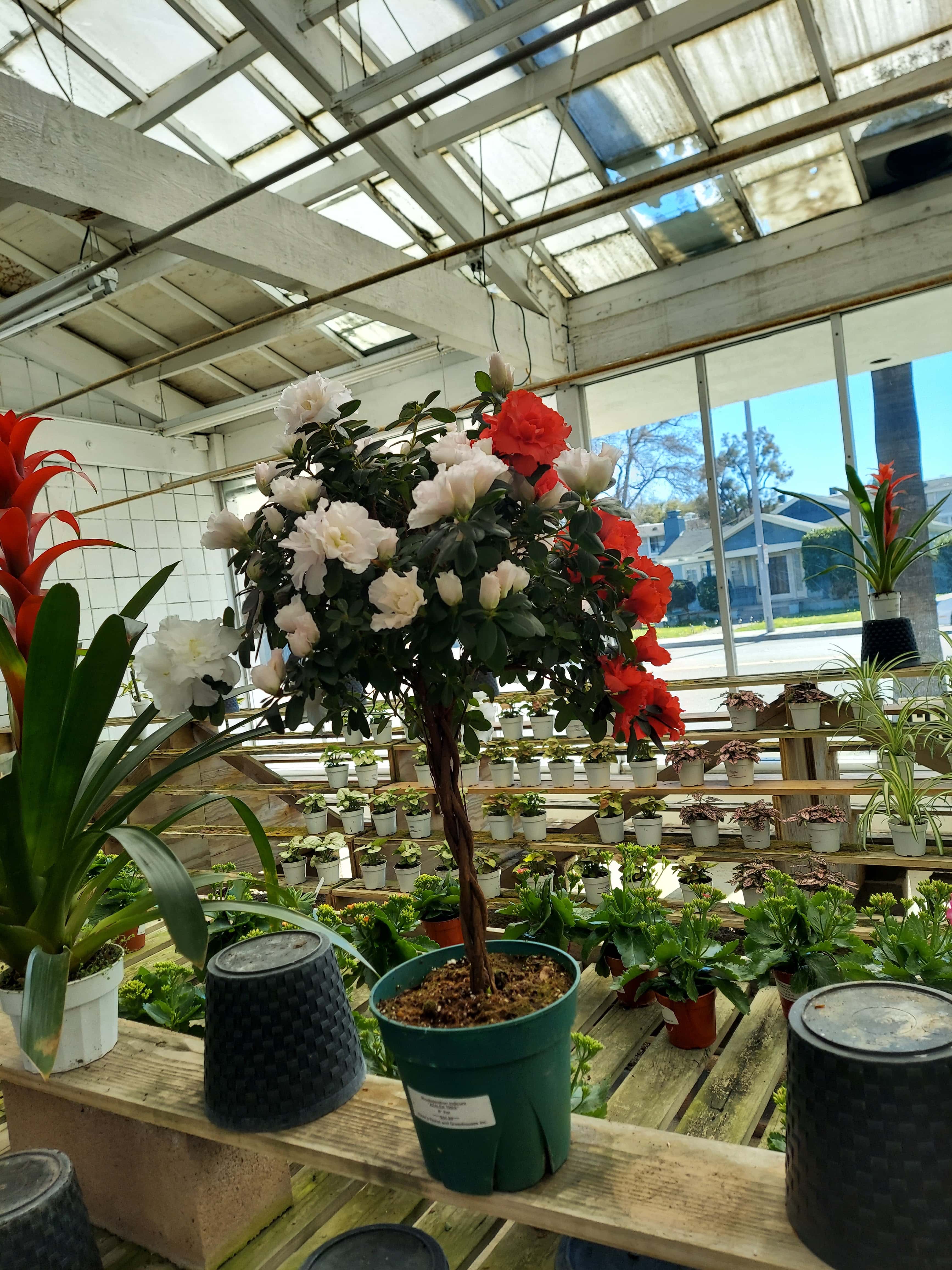 Visser's Florist & Greenhouses - Anaheim, CA, US, hydrangea flower arrangement