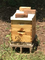 talbot hive and honey