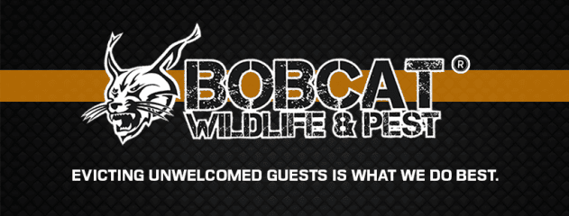 bobcat wildlife & pest management
